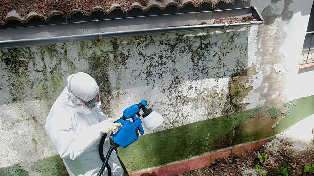 Top rated local Mold Testing specialists in Groveland, FL